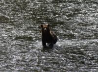 Grizzlybär auf Lachsjagd 6