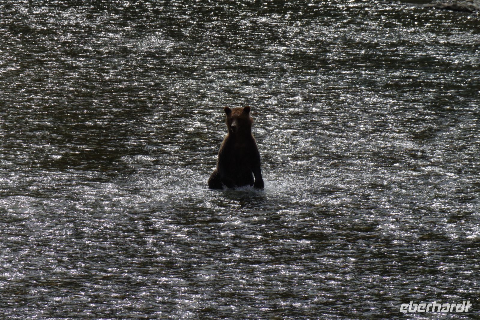 Grizzlybär auf Lachsjagd 7