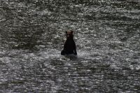 Grizzlybär auf Lachsjagd 7