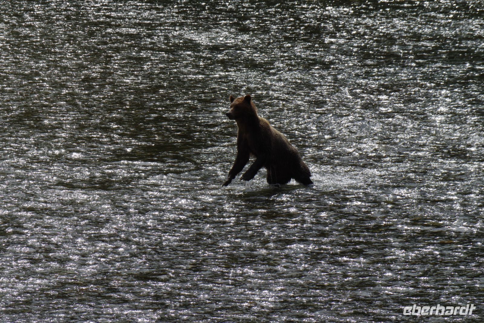 Grizzlybär auf Lachsjagd 8