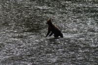 Grizzlybär auf Lachsjagd 8