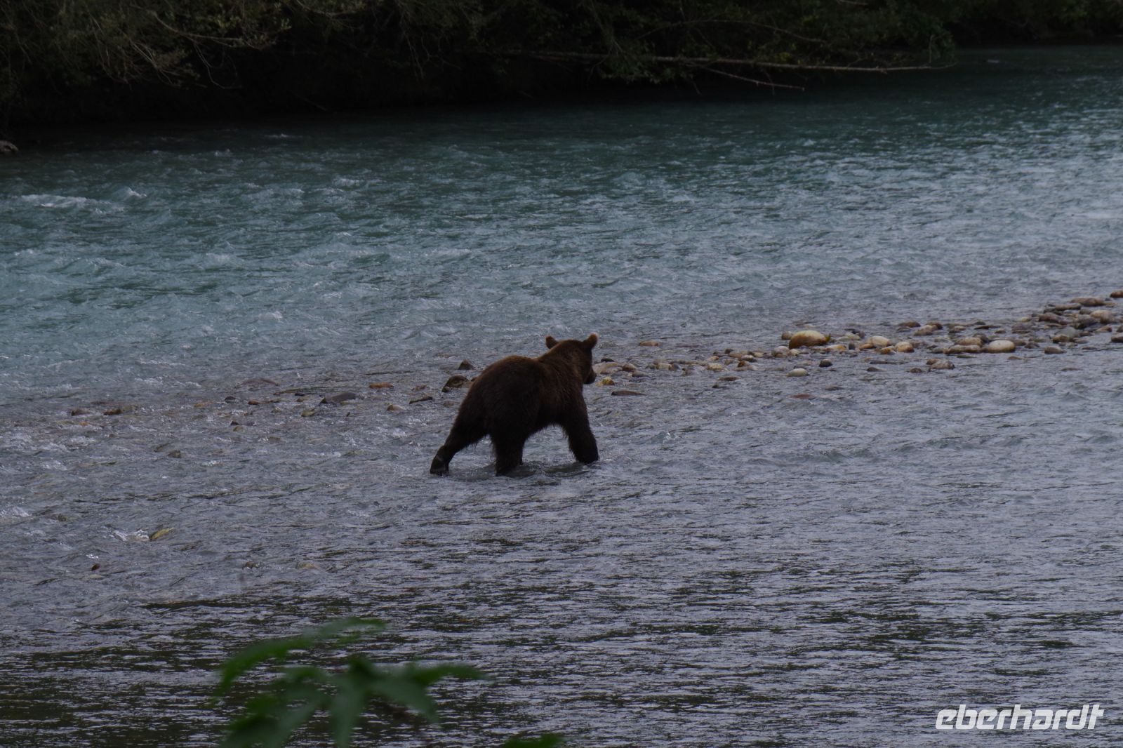 Grizzlybär auf Lachsjagd