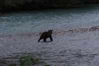 Grizzlybär auf Lachsjagd