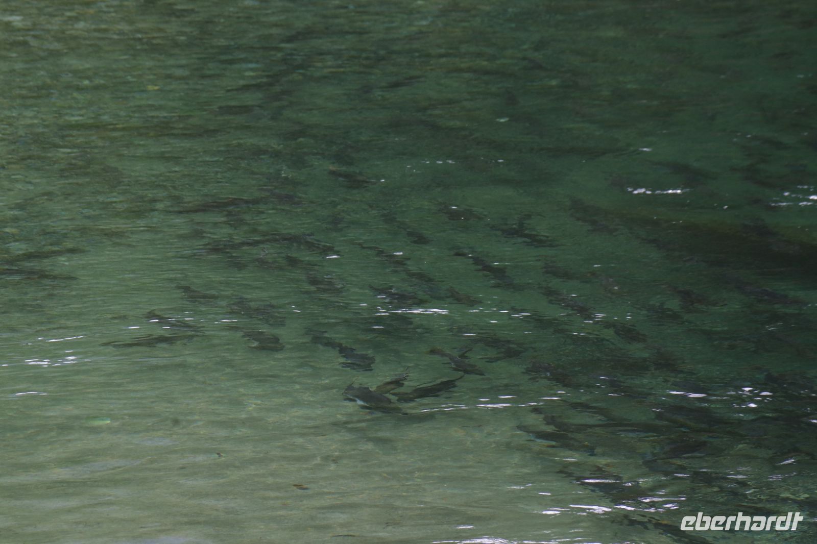 Lachse im Bärengebiet 2