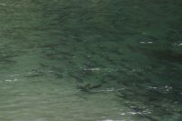 Lachse im Bärengebiet 2