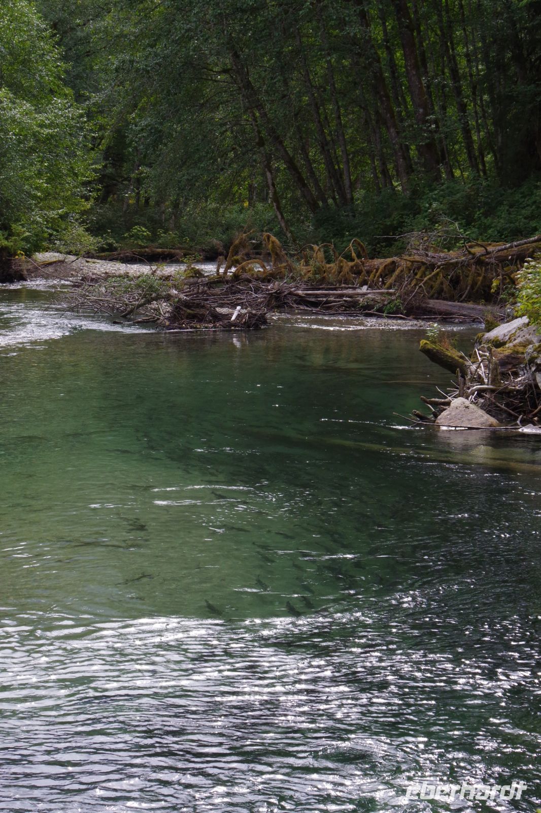 Lachse im Bärengebiet