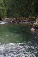 Lachse im Bärengebiet