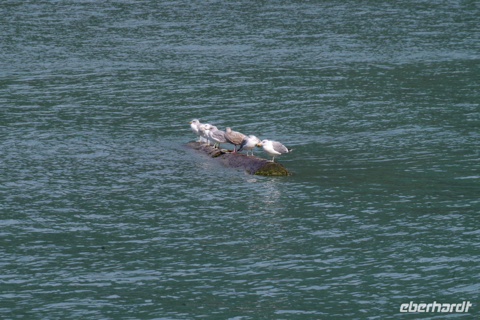 Mo¨wen vorm Ba¨rengebiet Orford Bay