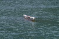 Mo¨wen vorm Ba¨rengebiet Orford Bay