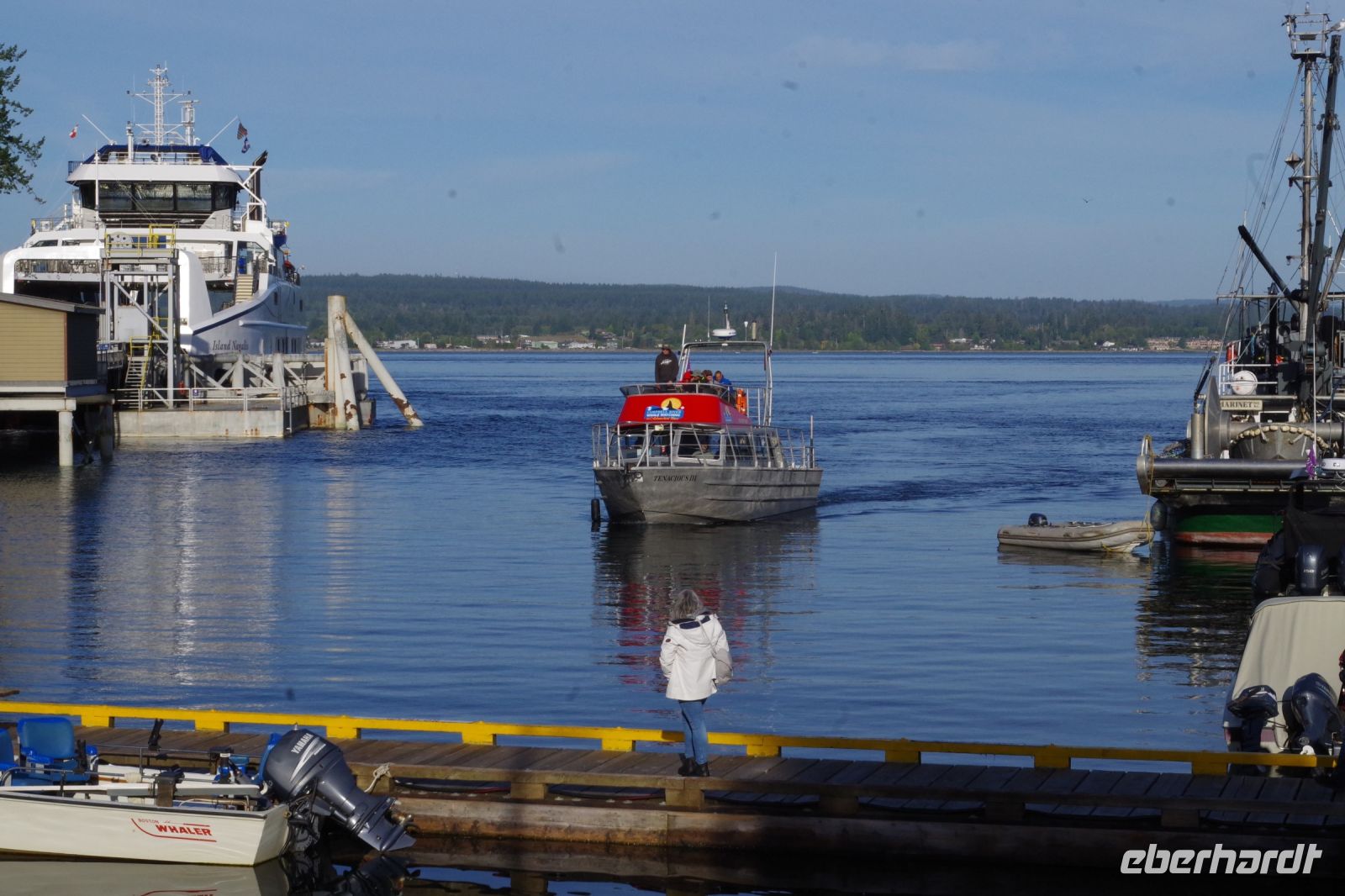 Optionaler Ausflug Ba¨renbeobachtung und Whale Watching 2