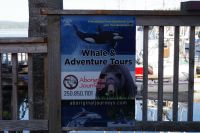 Optionaler Ausflug Ba¨renbeobachtung und Whale Watching