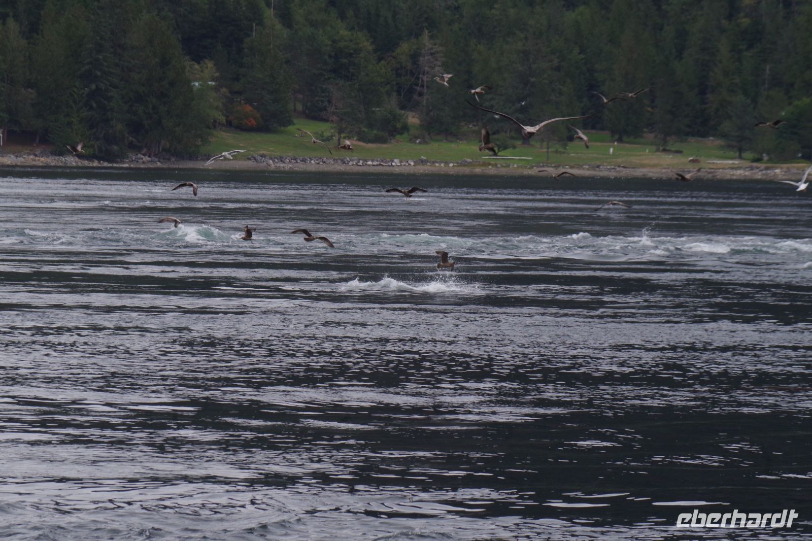 Optionaler Ausflug Whale Watching
