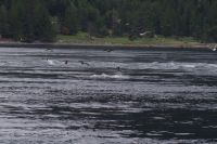 Optionaler Ausflug Whale Watching