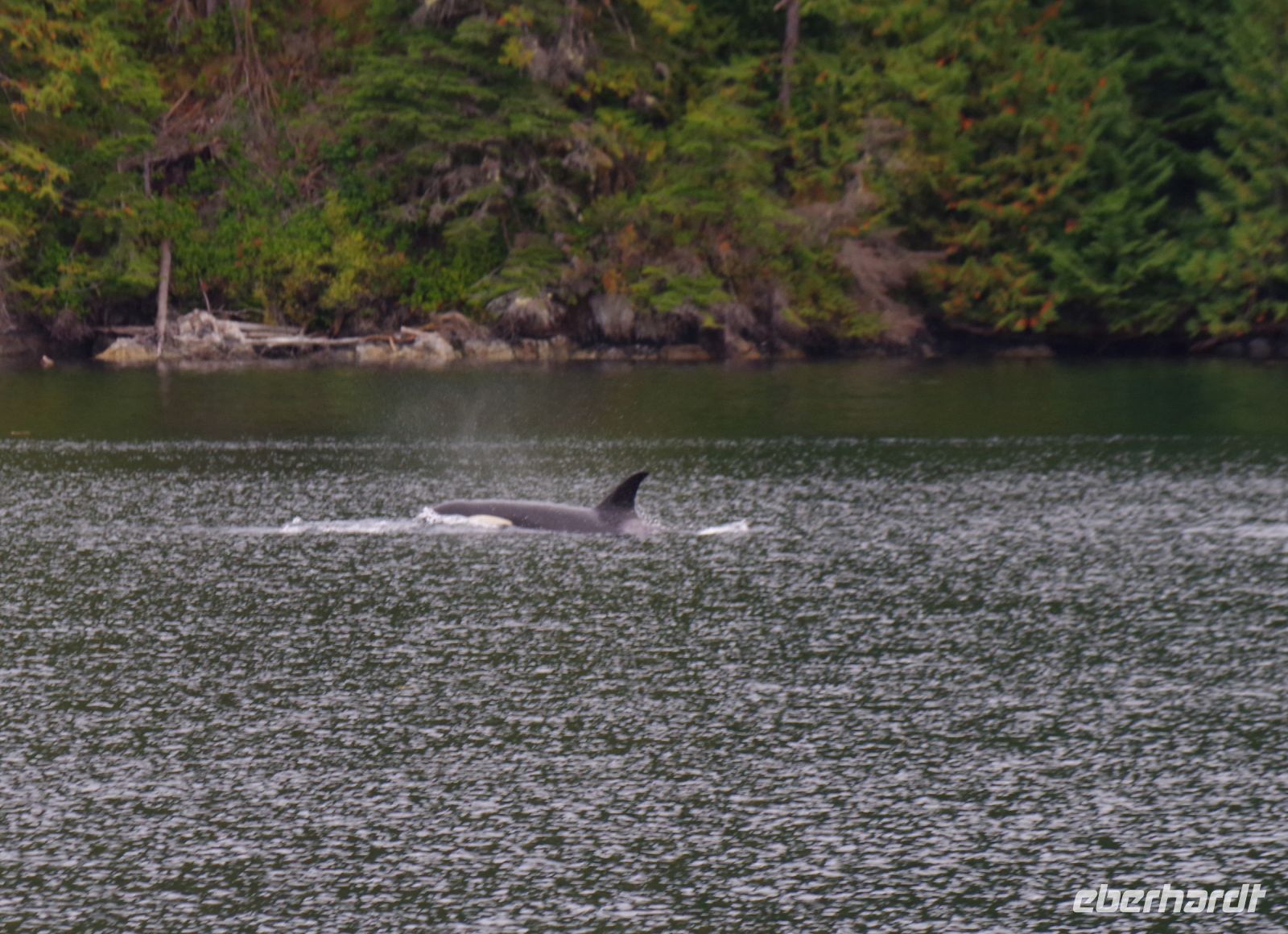 Orca beim optionalen Whale Watching 2