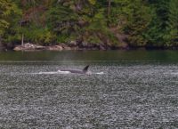 Orca beim optionalen Whale Watching 2