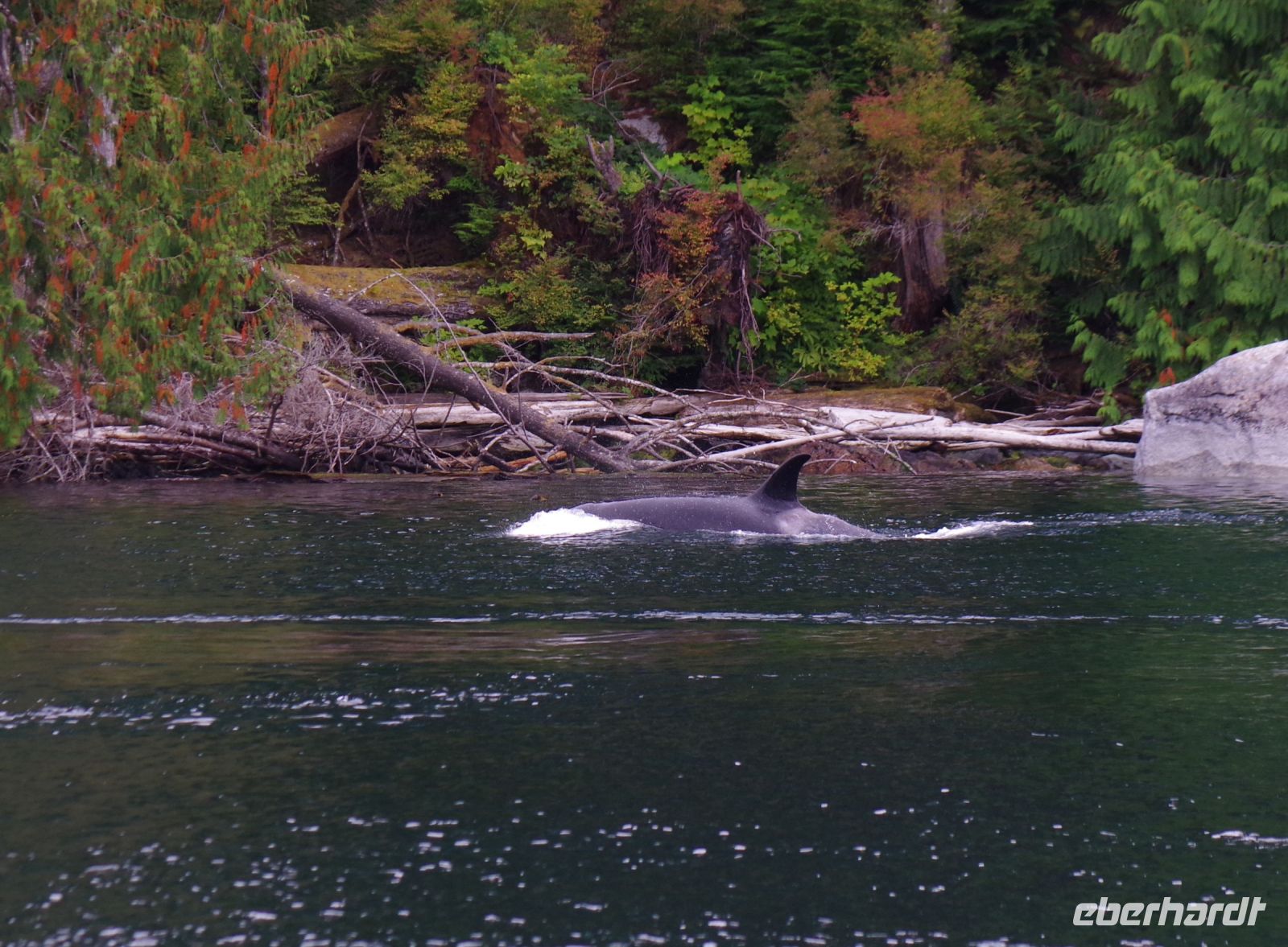 Orca beim optionalen Whale Watching 4