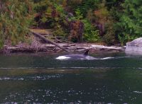 Orca beim optionalen Whale Watching 4