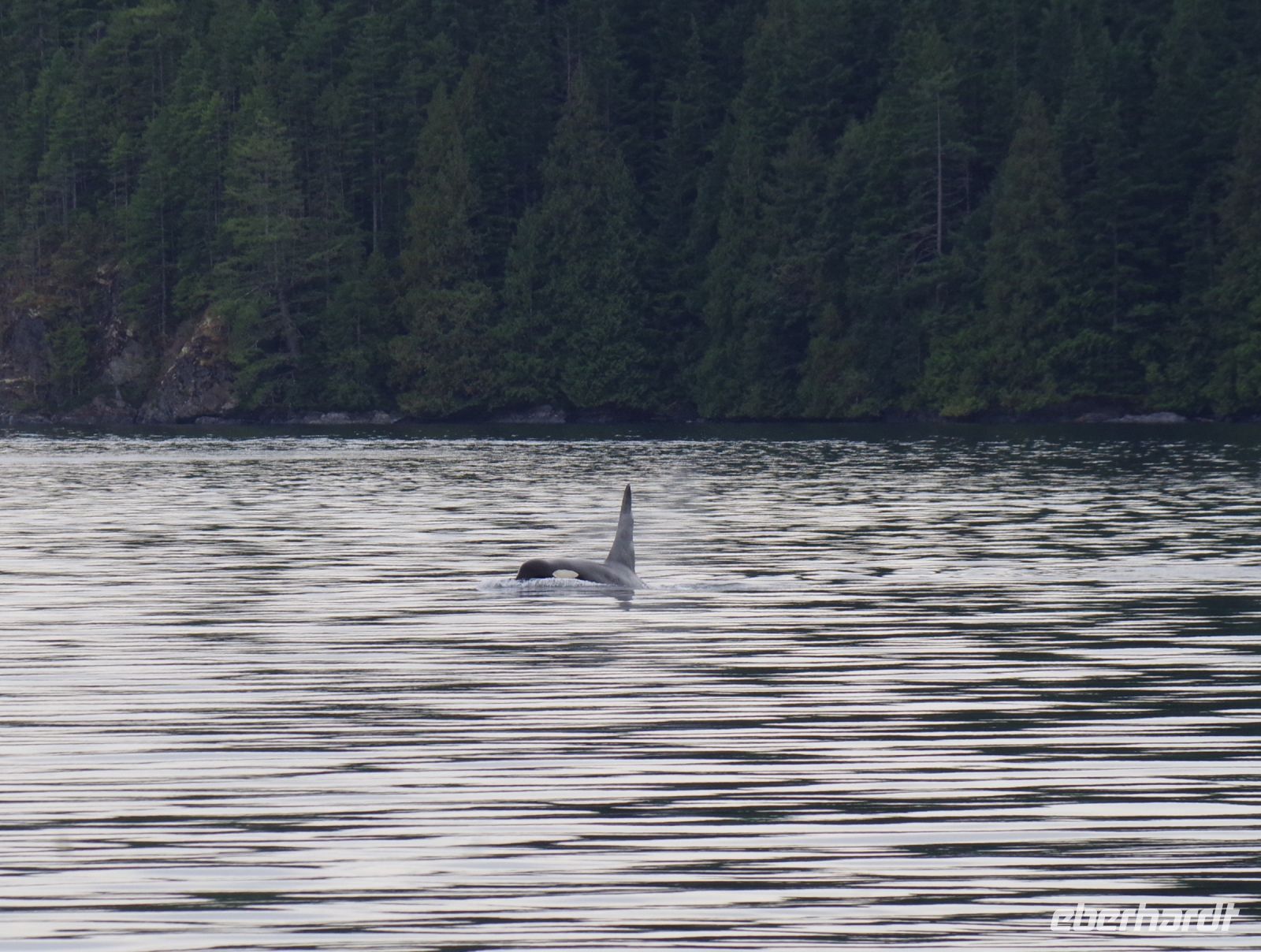 Orca beim optionalen Whale Watching