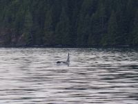 Orca beim optionalen Whale Watching