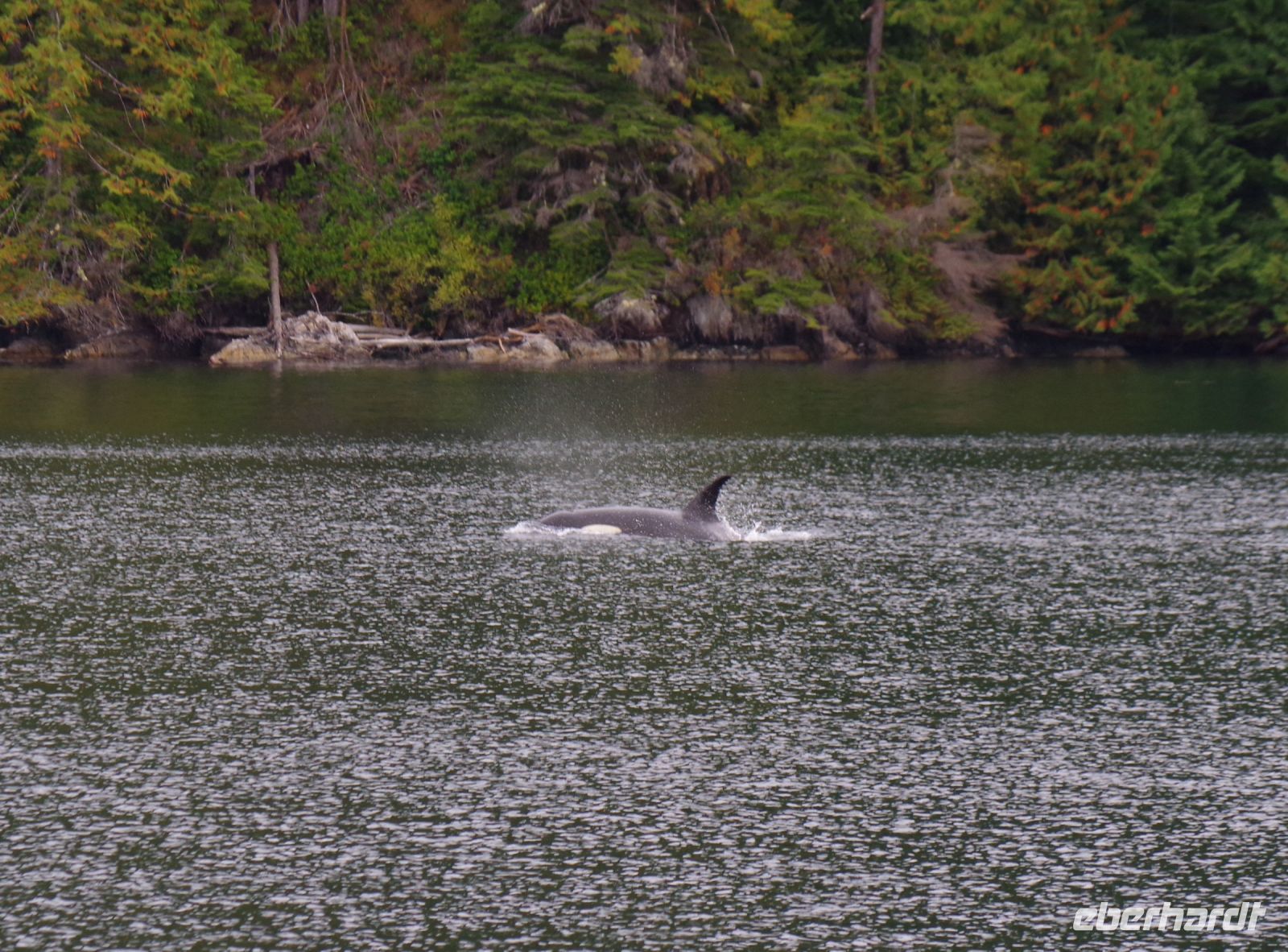 Orca beim optionalen Whale Wathcing 