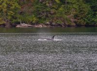 Orca beim optionalen Whale Wathcing 