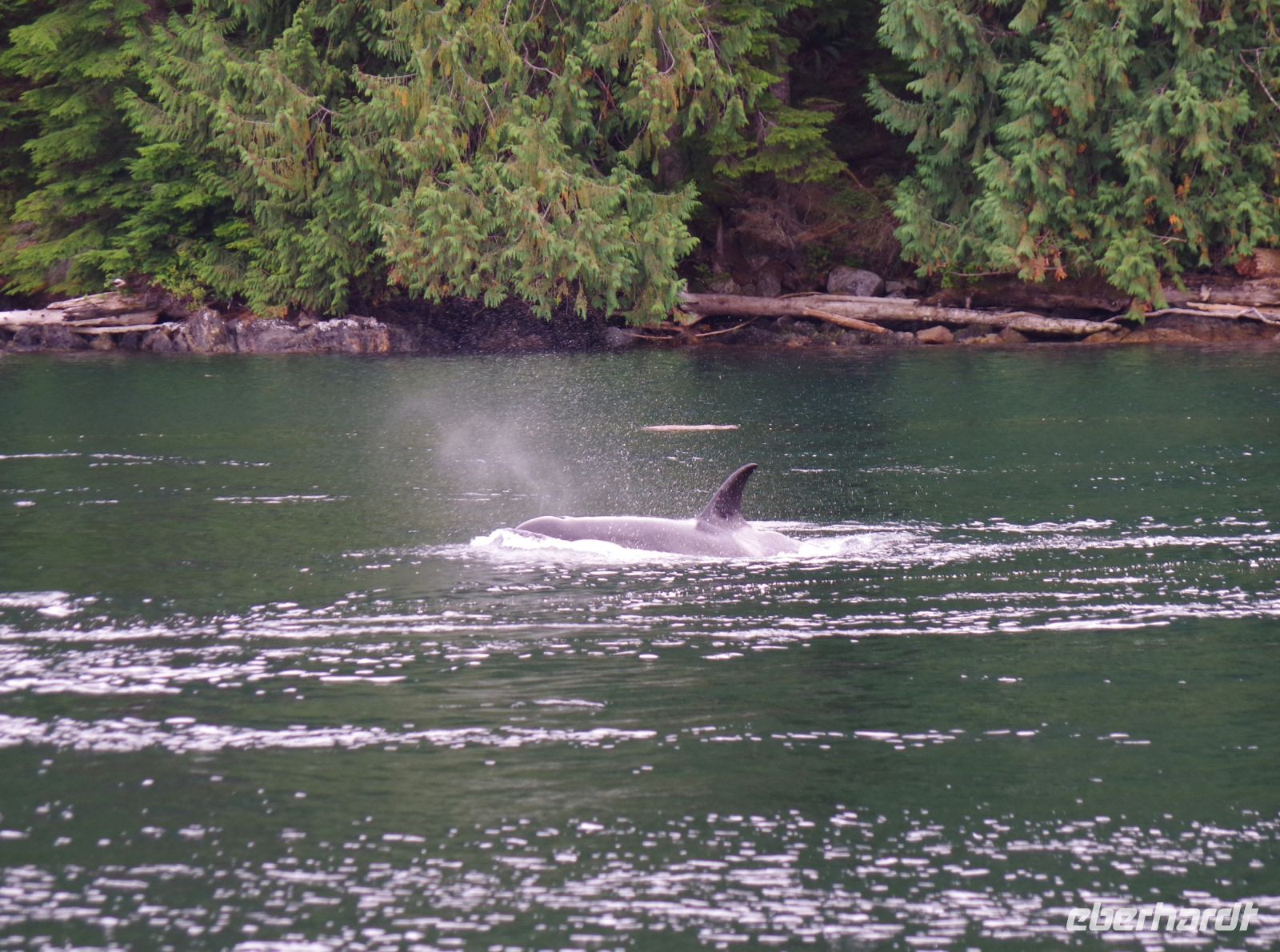 Orca beim optionalen Whale Watching 3