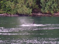 Orca beim optionalen Whale Watching 3