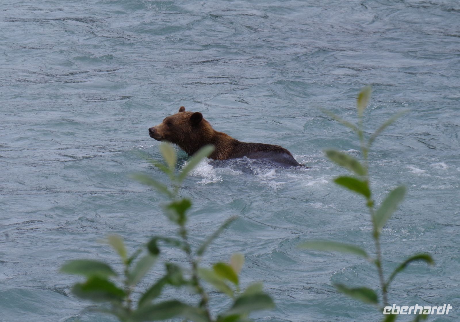 Schwimmender Grizzly Bär