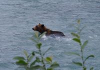 Schwimmender Grizzly Bär