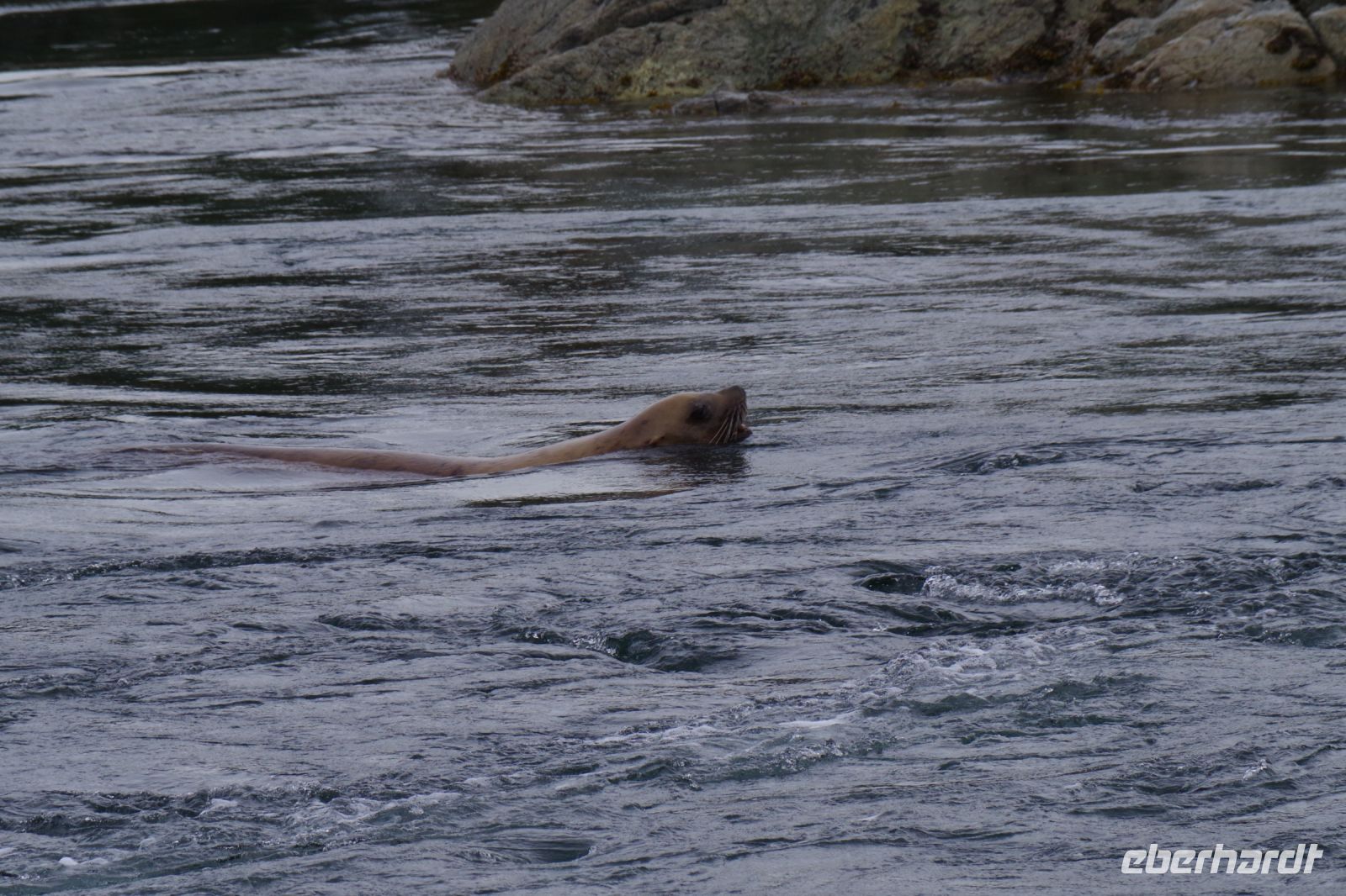 Seelöwe beim optionalen Whale Watching 2