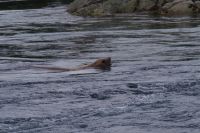 Seelöwe beim optionalen Whale Watching 2