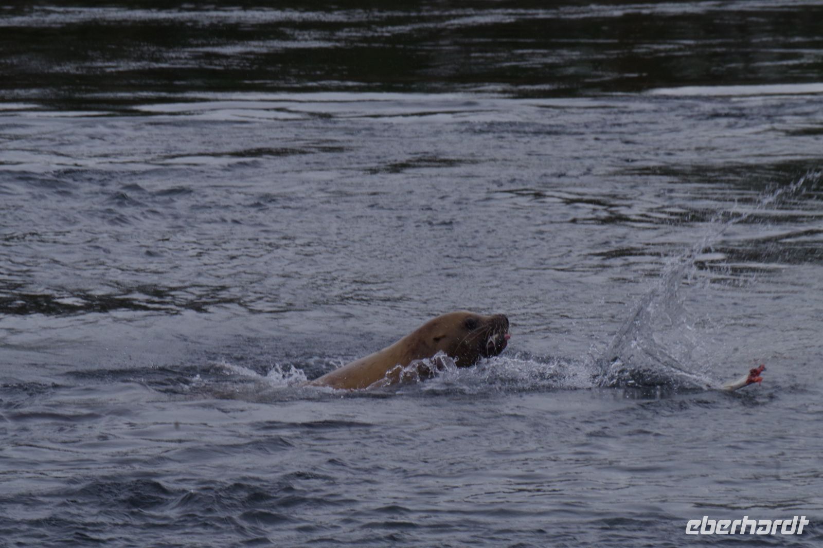 Seelöwe auf Lachsjagd beim optionalen Whale Watching
