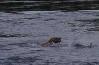Seelöwe auf Lachsjagd beim optionalen Whale Watching