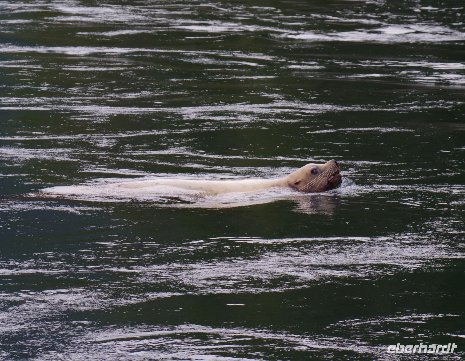 Seelöwe beim optionalen Whale Watching