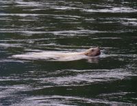 Seelöwe beim optionalen Whale Watching
