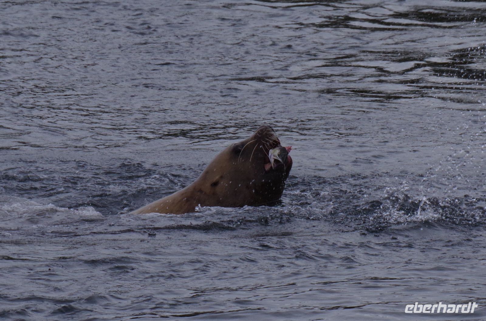 Seelöwe mit Lachs im Maul beim optionalen Whale Watching 2