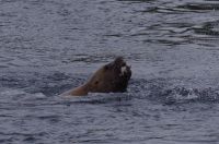 Seelöwe mit Lachs im Maul beim optionalen Whale Watching 2