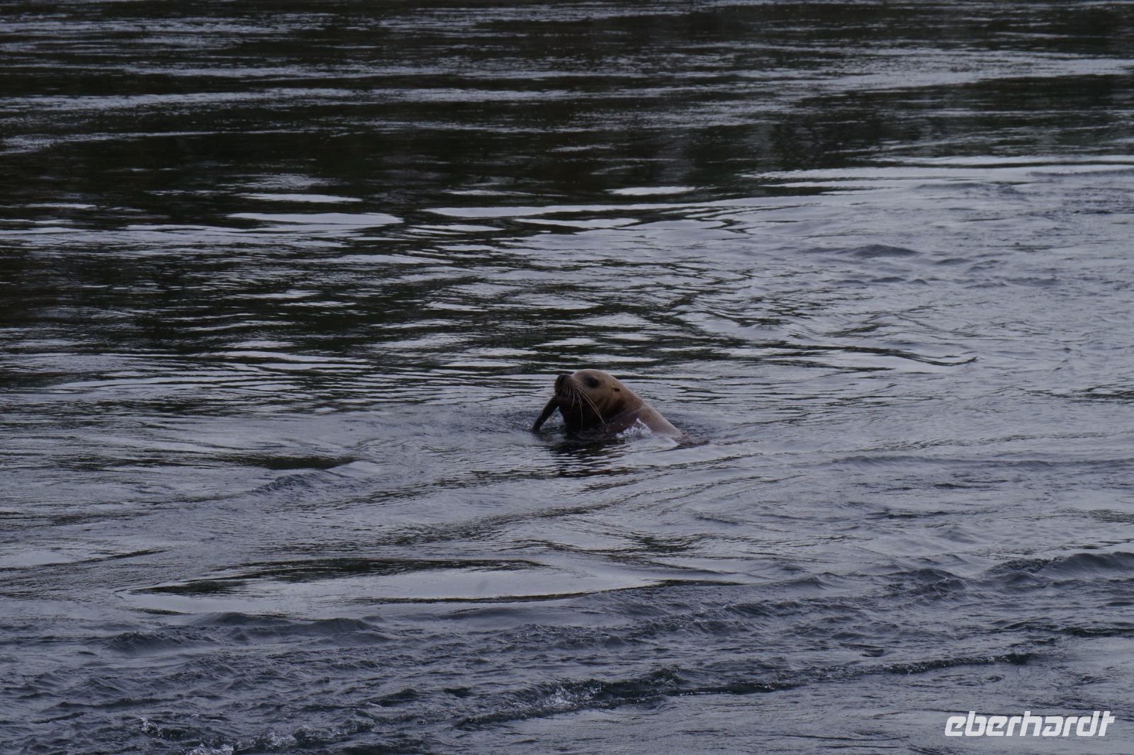 Seelöwe mit Lachs im Maul beim optionalen Whale Watching