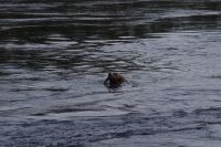 Seelöwe mit Lachs im Maul beim optionalen Whale Watching