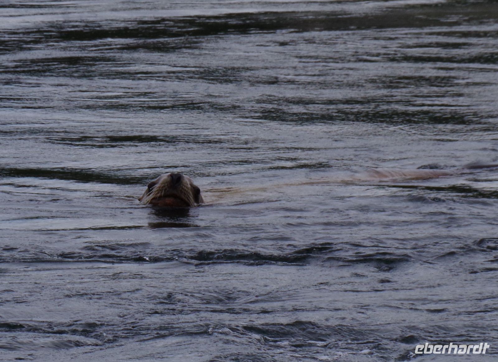 Seelöwe beim optionalen Whale Watching 3