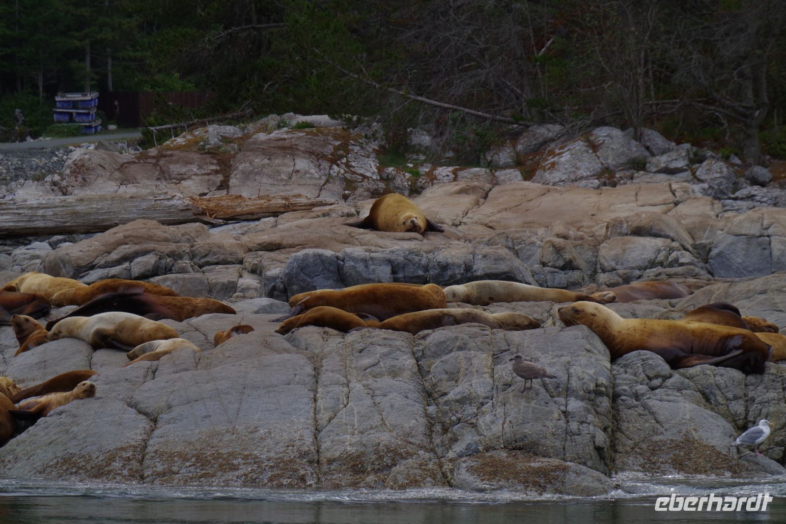 Seelöwen Kolonie Discovery Islands beim optionalen Whale Watching 2