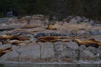 Seelöwen Kolonie Discovery Islands beim optionalen Whale Watching 2