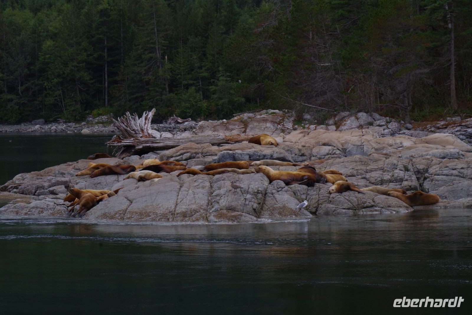 Seelöwen Kolonie beim optionalen Whale Watching