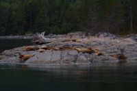 Seelöwen Kolonie beim optionalen Whale Watching