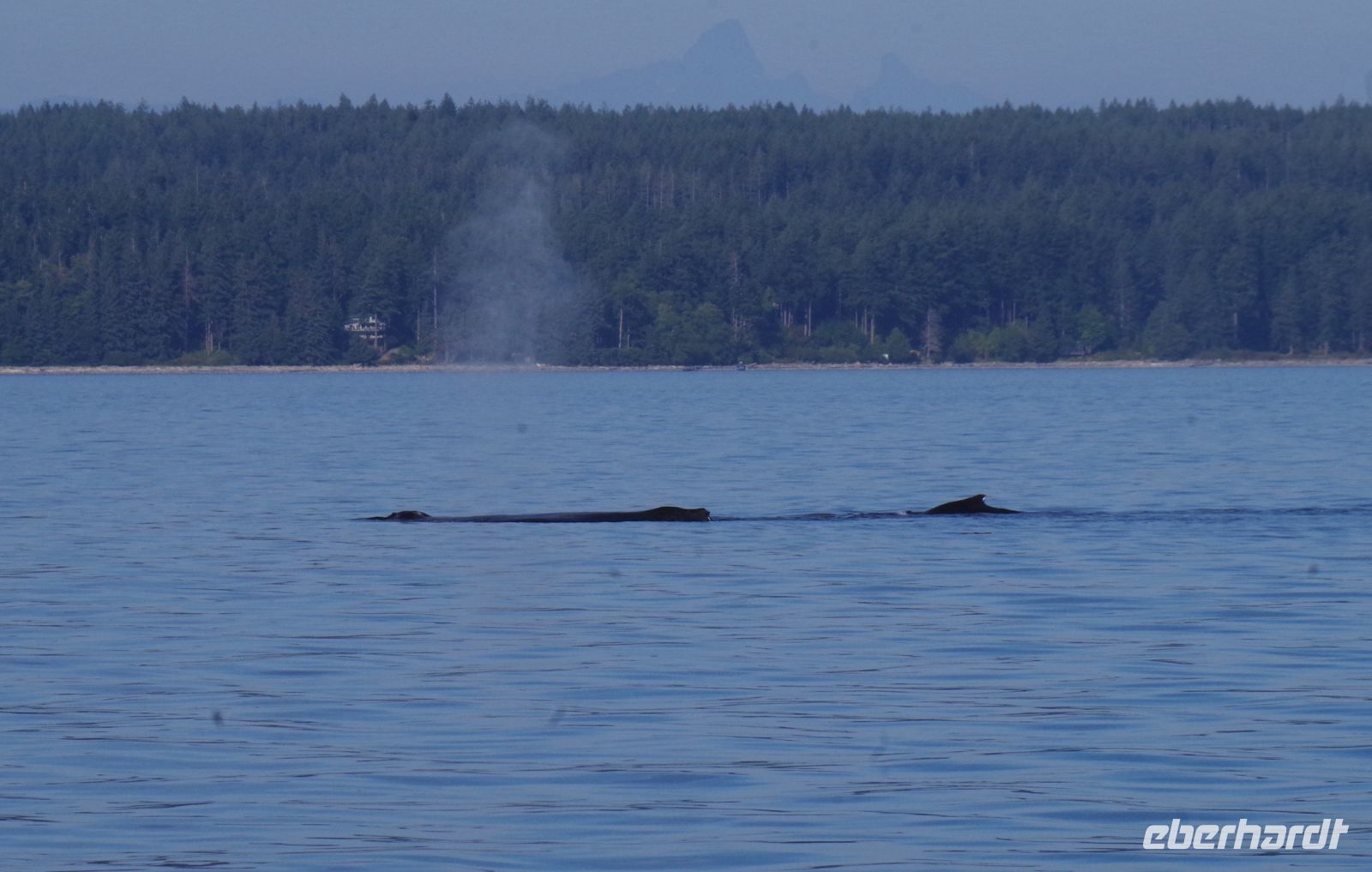 Zwei Buckelwale beim optionalen Ausflug 2