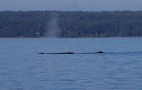 Zwei Buckelwale beim optionalen Ausflug 2