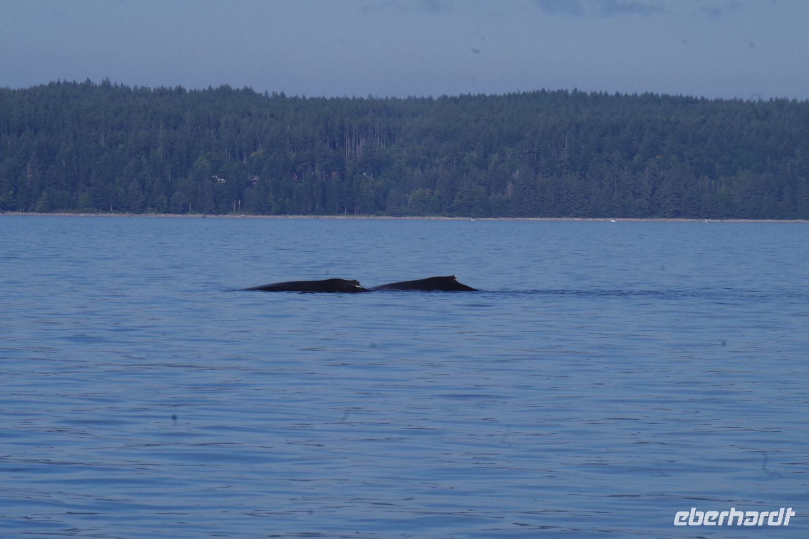 Zwei Buckelwale beim optionalen Ausflug