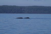 Zwei Buckelwale beim optionalen Ausflug