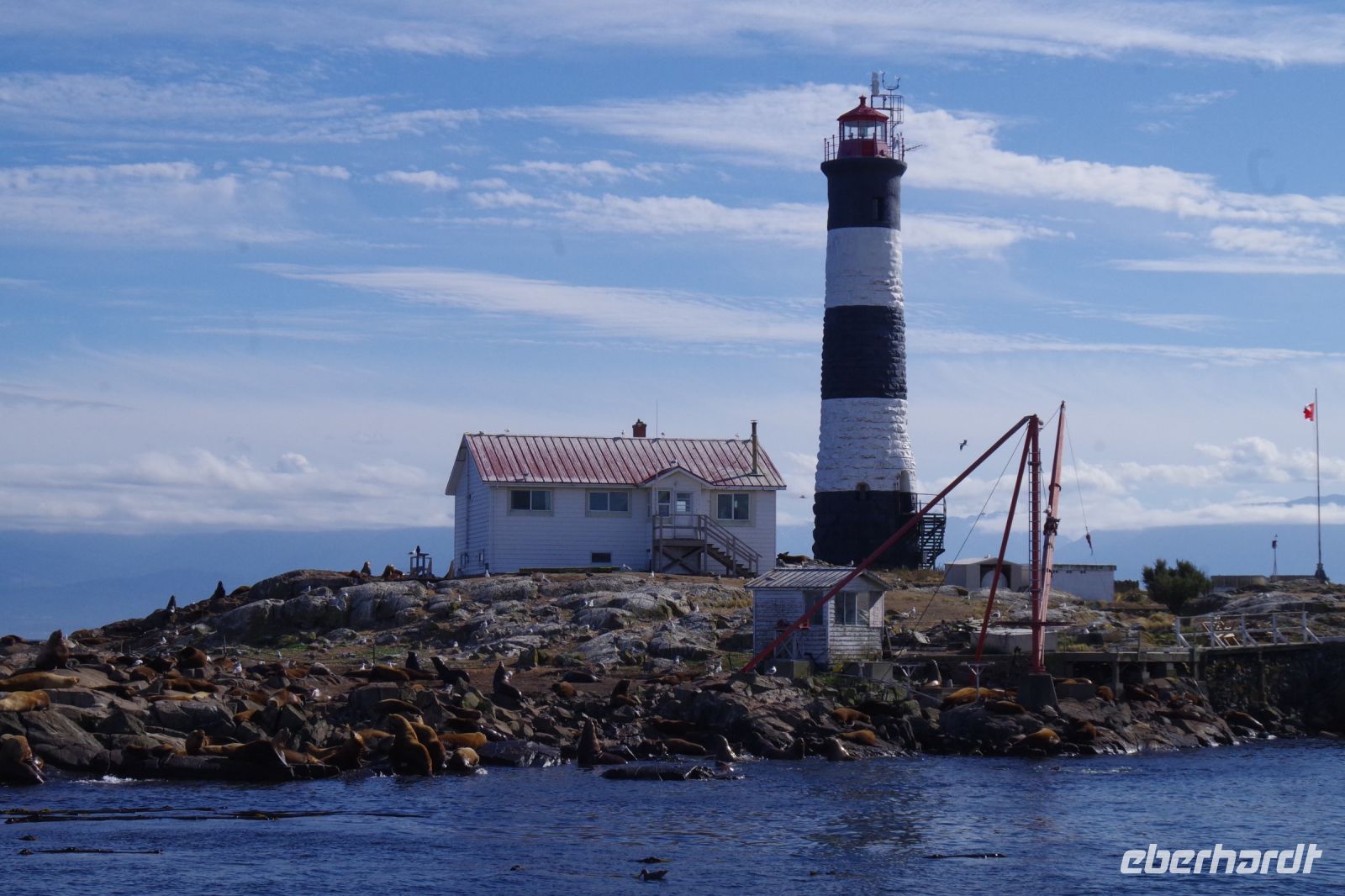 Seelöwenkolonie beim Whalewatching nahe Victoria 2