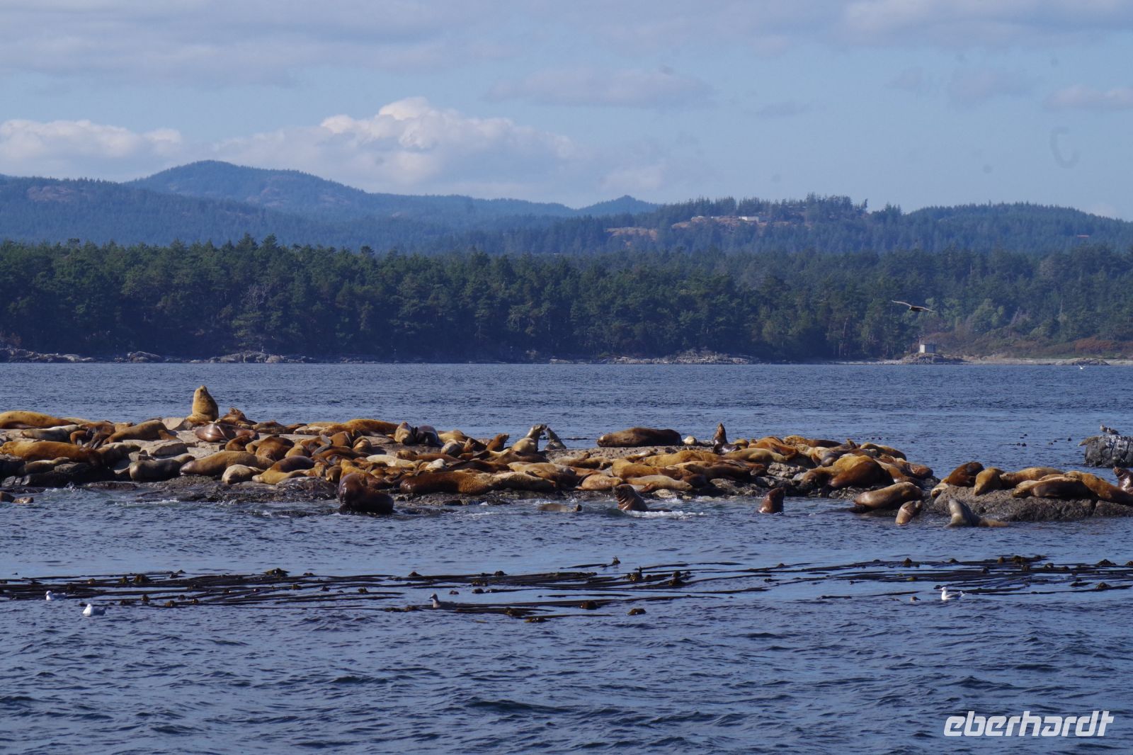 Seelöwenkolonie beim Whalewatching nahe Victoria 3